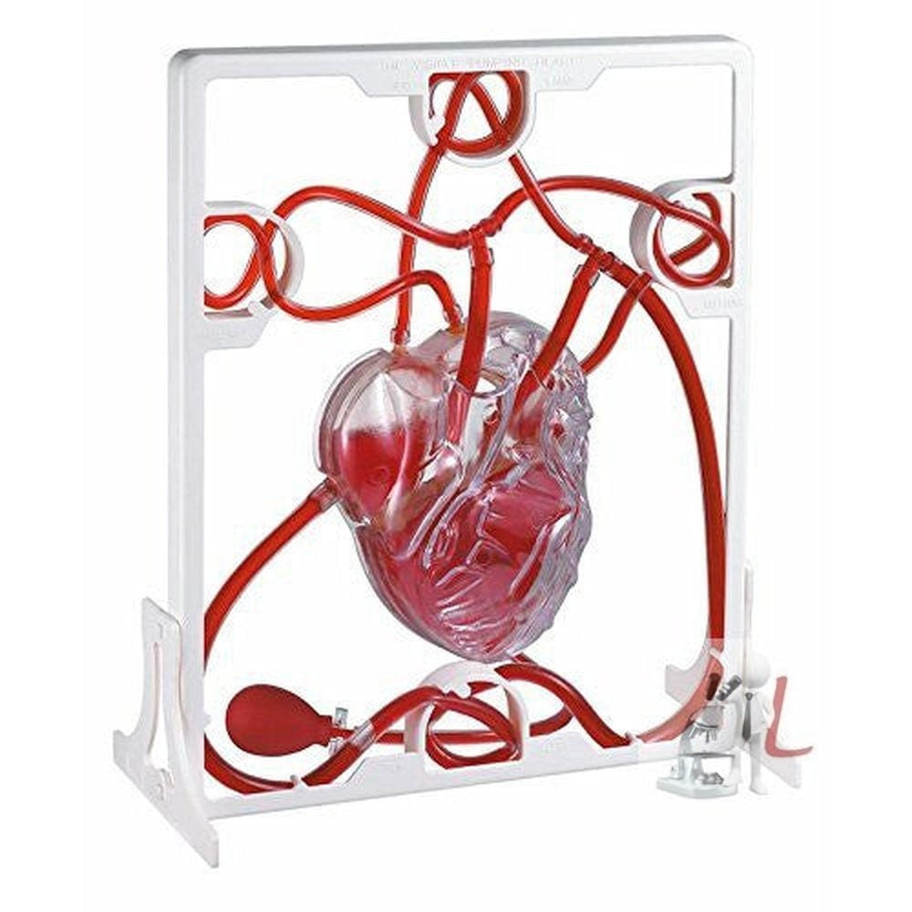 Pumping Heart Model - Laboratorydeal