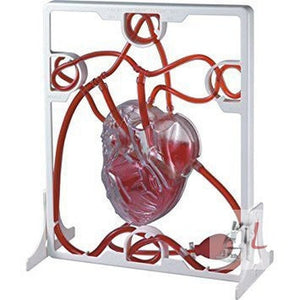 Pumping Heart Model - Laboratorydeal