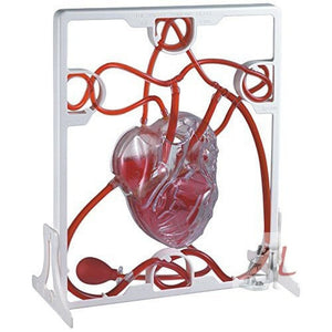 Pumping Heart Model - Laboratorydeal