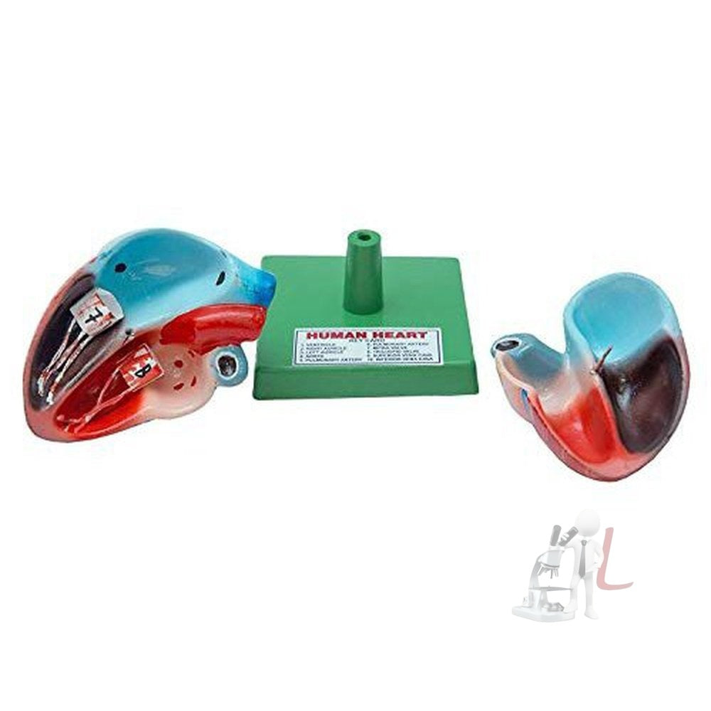 SPYLX Human Heart Model Biology Medical Study - Laboratorydeal