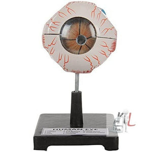 Scifa Human Eye Fiber Model on Stand Superior Qua.-
