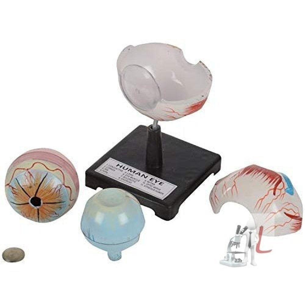 Scifa Human Eye Fiber Model on Stand Superior Qua.-