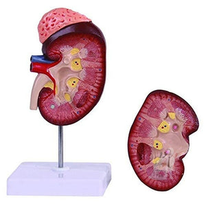 Scifa Human Kidney Model-
