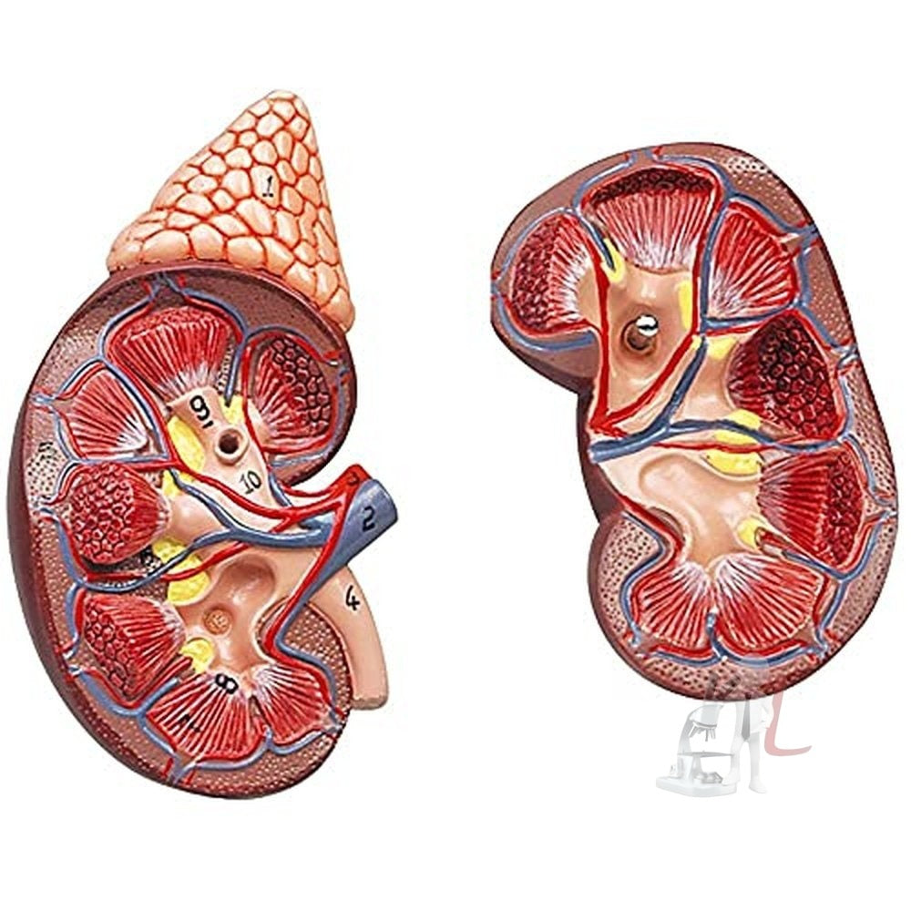 Scifa Human Kidney Model-