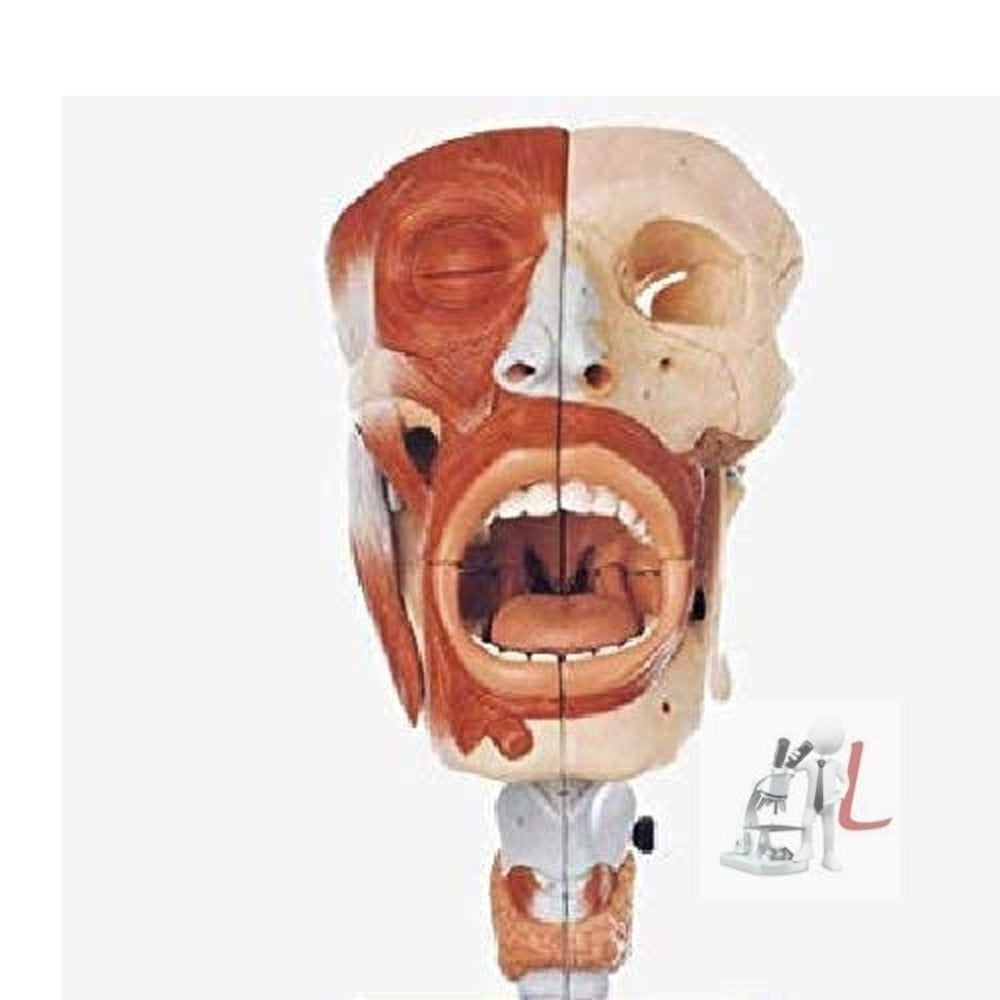 Scifa Nasal,Oral,Pharynx & Larynx Cavities model-