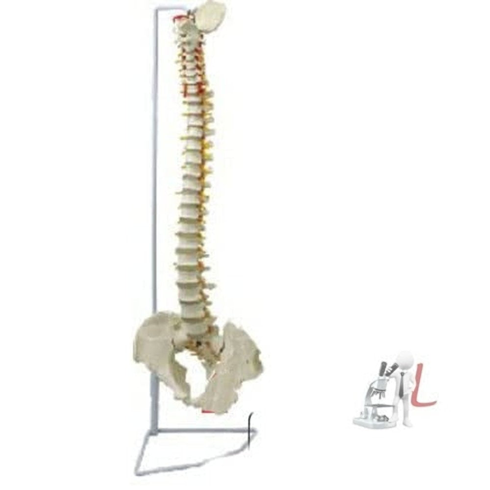 Scifa Vertebral Column Flexible Model Life Size-