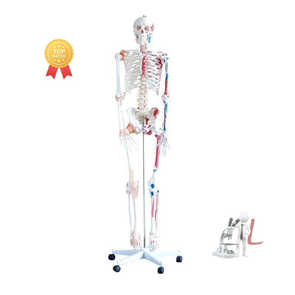 Skeleton with Muscles and Ligaments 180cm Tall - Laboratorydeal