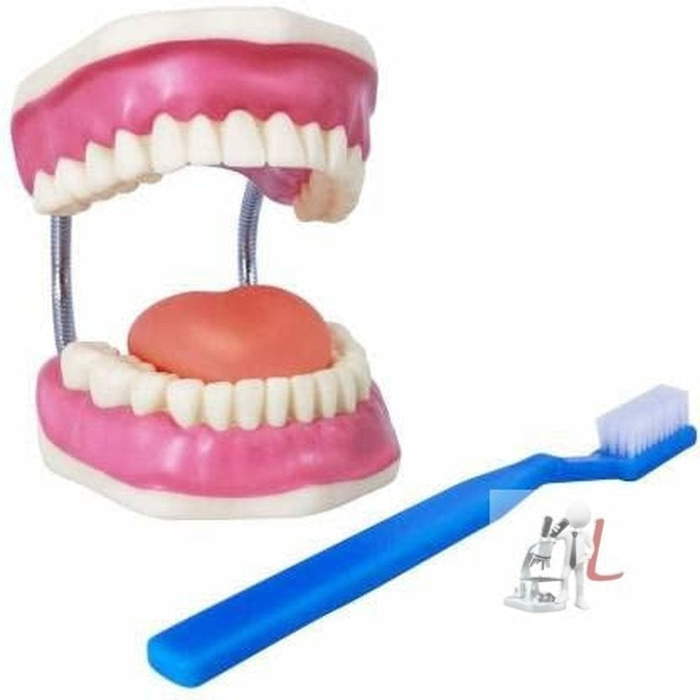 Teeth Care Model EnlScifaed with Giant Teeth Brush-