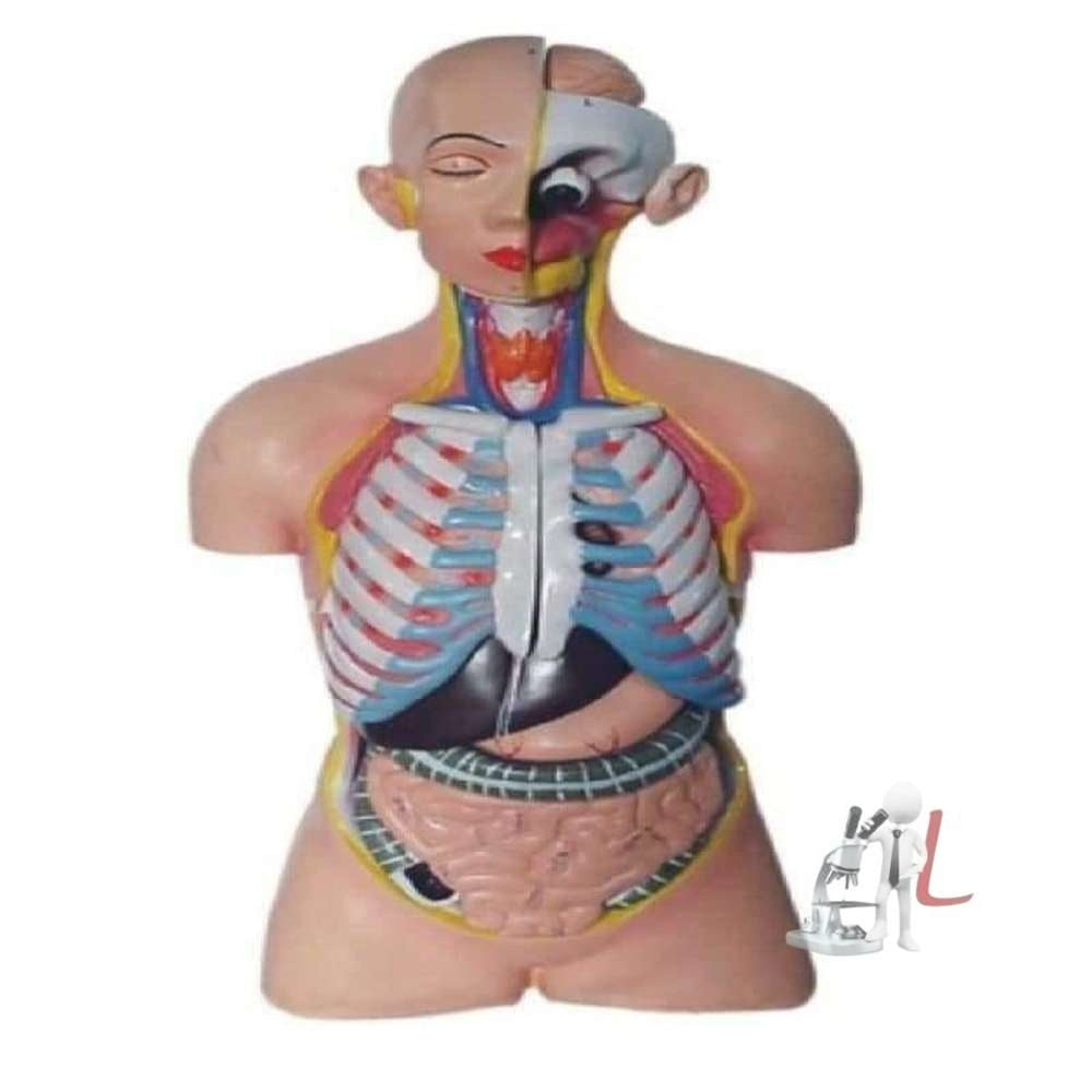 Torso With Head - Laboratorydeal