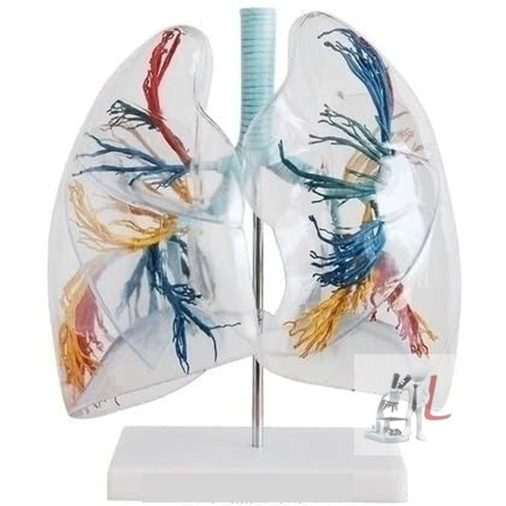Transparent Lung Segment Model-