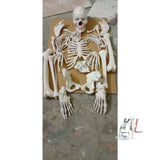 Dis-Articulated Human skeleton model- Medical lab