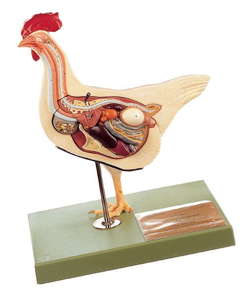 Zoology Models: Understanding Animal Structures and Functions - laboratorydeal
