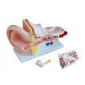 Human Body Part Models Collection - laboratorydeal