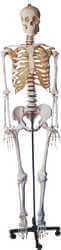Human Skeleton Model - White PVC Plastic Educational Tool - laboratorydeal
