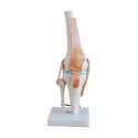 Knee Joint Model Collection - laboratorydeal