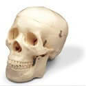 Skull Models Collection: Unique and Intricate Designs - laboratorydeal