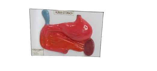 Human stomach Digestion,Gastric acid,Enzymes,Pepsin,Hydrochloric acid