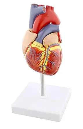 Anatomical Heart Model, Anatomically correct Human Heart Anatomy Model – 2 Part Heart Models Anatomy Life Size Medical Heart Model
