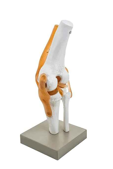 Human Knee Joint Model with Flexible Ligaments, Anatomically Accurate, Orthopedic Model