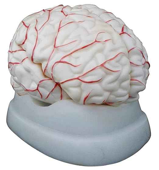 Human Brain 8 part Model Shows Arteries, Dissects Into 8 Parts Anatomical Model
