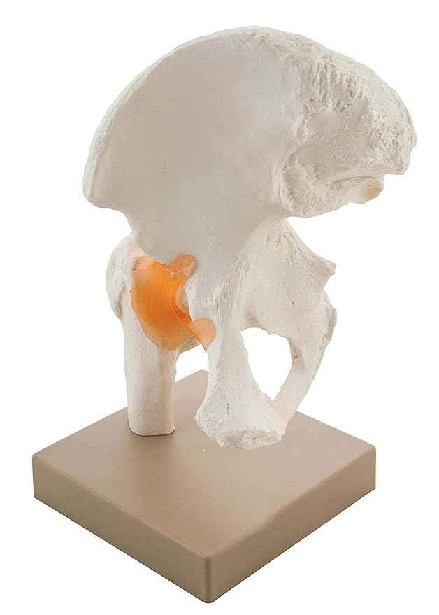 Human Pelvis Hip Joint Model with Flexible Ligaments Anatomically Correct Orthopaedic Model with Detailed Study Guide