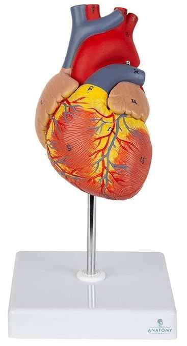 Heart Model (Life-Size) - Extremely Premium And Precise ✮ 96% Anatomical Accuracy ✮ Numbered To Show Detailed Anatomical Features ✮ Showing 48 Anatomical Structures ✮With Detailed Study Guide