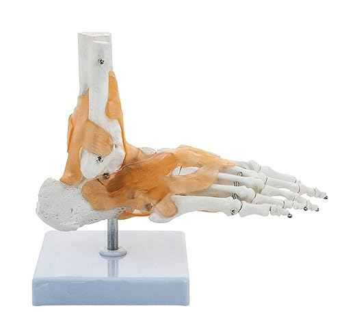 foot and Ankle Skeletal Model with Flexible Ligaments for Movement of the Ankle Joint, Right Foot Model, Premium Medical Anatomical Model, Perfect For Orthopedicians