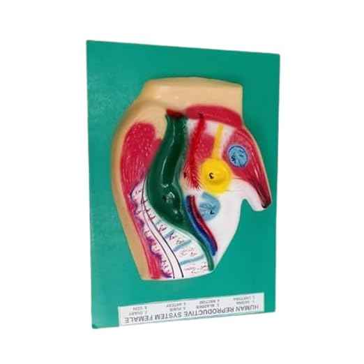 Human Female Reproductive System Model – Anatomical Uterus, Ovary & Fallopian Tubes, Educational Medical Teaching Tool for Students & Clinics