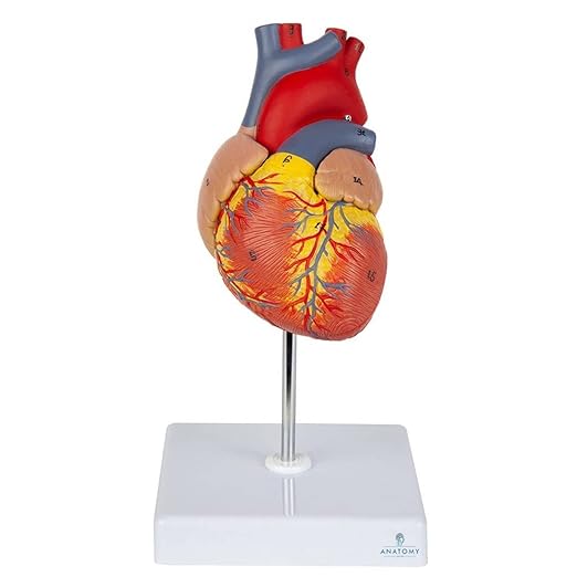 Heart Model(Life-Size) -Anatomical Accuracy, Numbered To Show Detailed Anatomical Features, Showing Anatomical Structures, With Detailed Study Guide