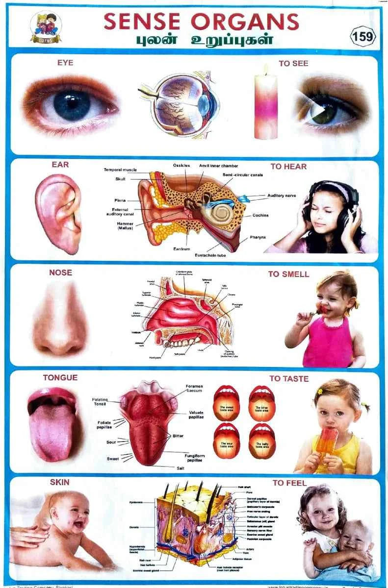 25 Fun Educational Toys for First Graders - Activity Kit for 1st class - laboratorydeal