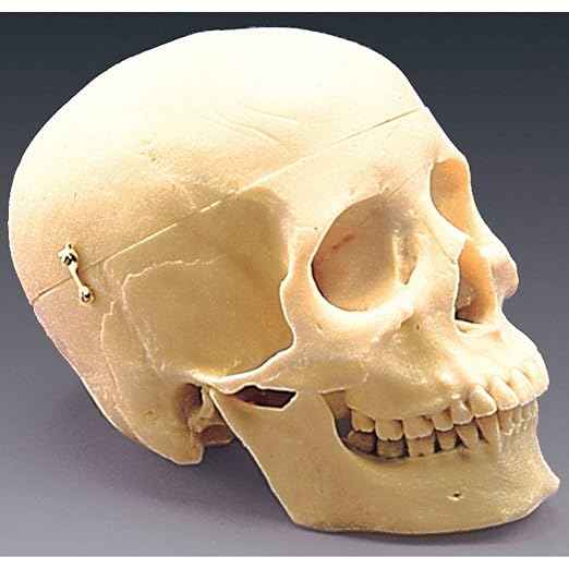 HUMAN SKULL