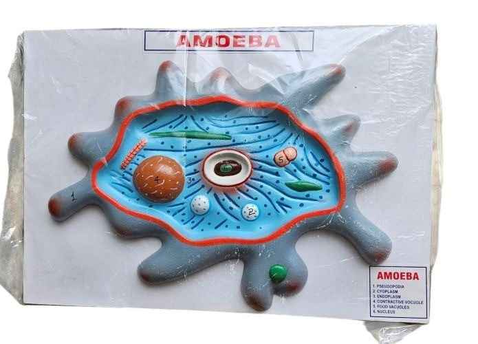 Amoeba On Board 10 x 14″ Superier Quality/LABPRO LABPRO