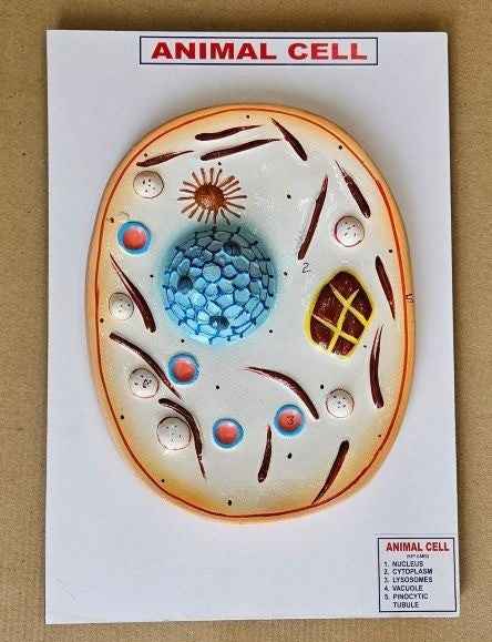 Animal Cell On Board 10 x 14″ Superier Quality/LABPRO LABPRO