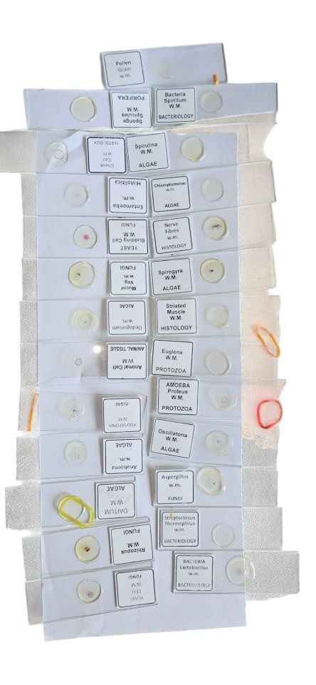Biology Glass Prepared Microscope Slide Prepared Slide (Pack Of 25 Pc) laboratory deal