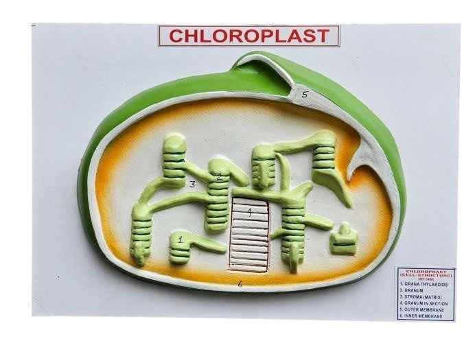 Chloroplast Model on Board 14x 10″ Superier Quality