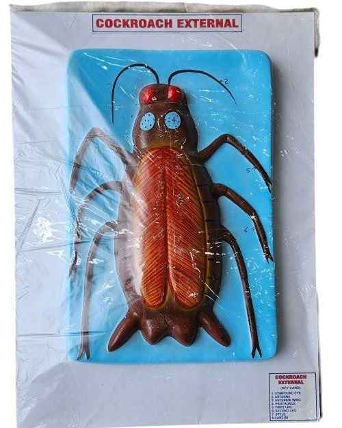 Cockroach Model on Board 17x 12″ Superier Quality