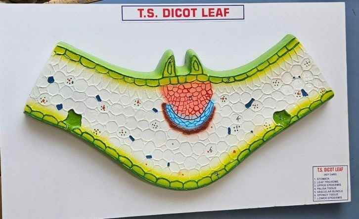 Dicot Leaf Model 16 x 10″ Superier Quality