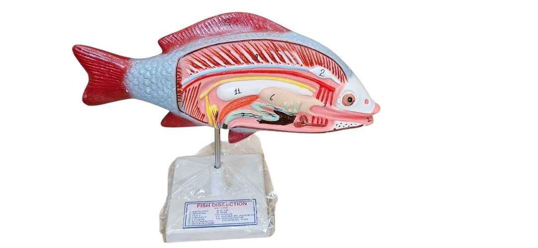 Fish Anatomy Model On Stand Superier Quality laboratory deal