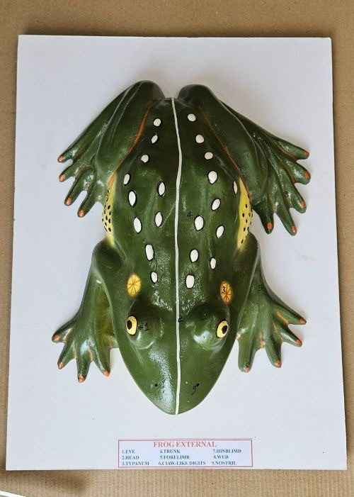 Frog Anatomy Model 16 x 12″ Superier Quality laboratory deal