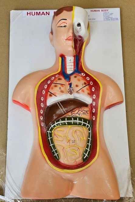 Human Body On Board On Board 12 x 20″ Superier Quality/LABPRO LABPRO