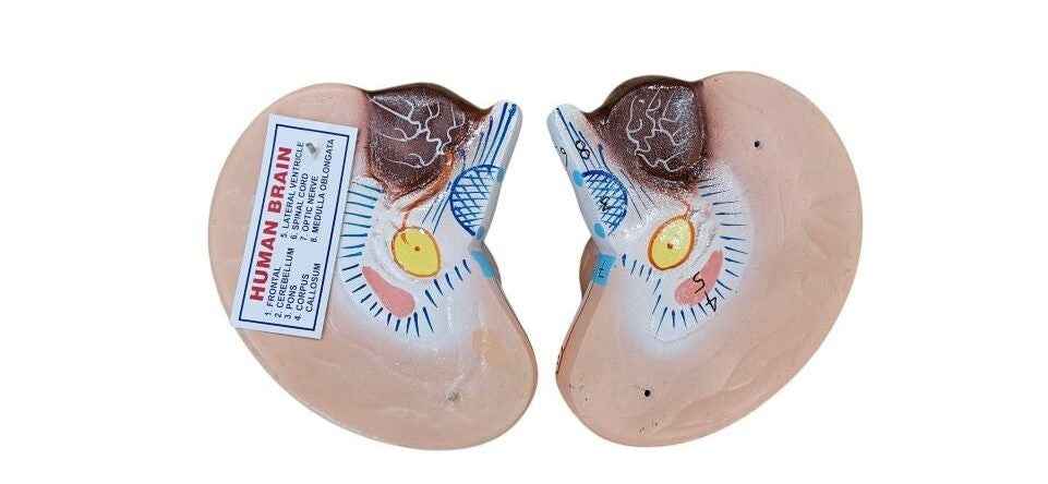 Human Brain On Stand 4 Part Discetible Superier Quality LABPRO