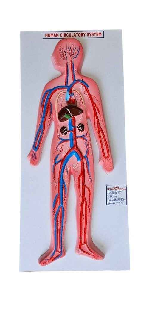 Human Circulatory System On Board 10 x 22″ Superier Quality laboratory deal