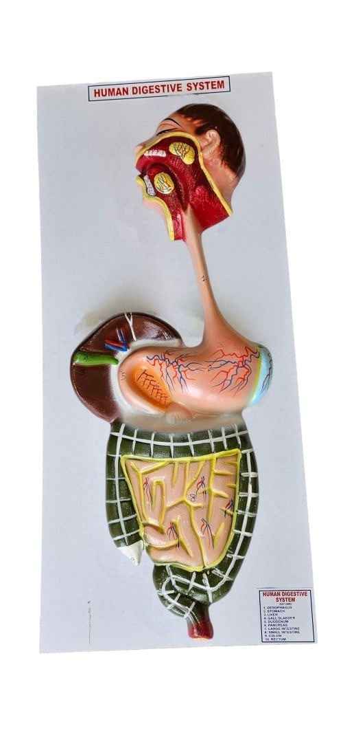 Human Digestive System On Board 10 x 22″ Superier Quality LABPRO