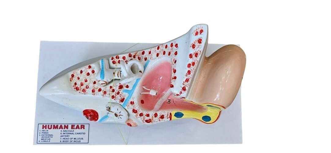 Human Ear On Board 10 x14″ Superier Quality LABPRO