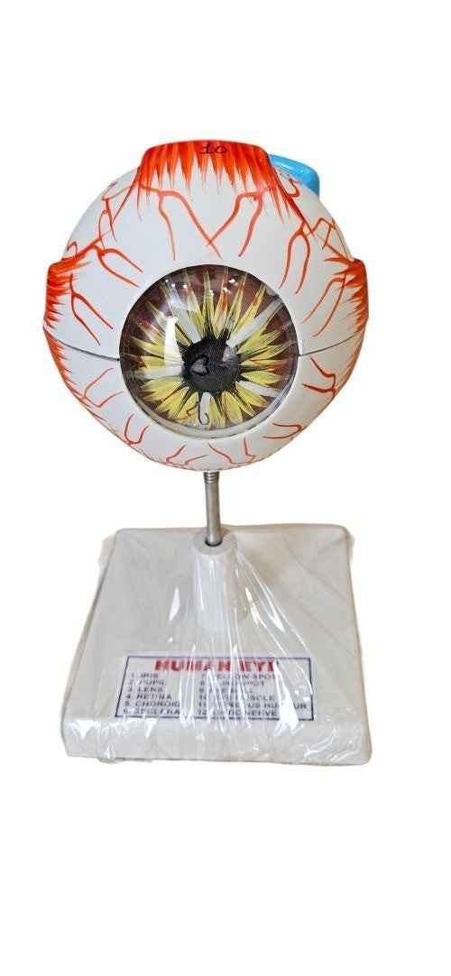 Human Eye On Stand Superier Quality/LABPRO LABPRO