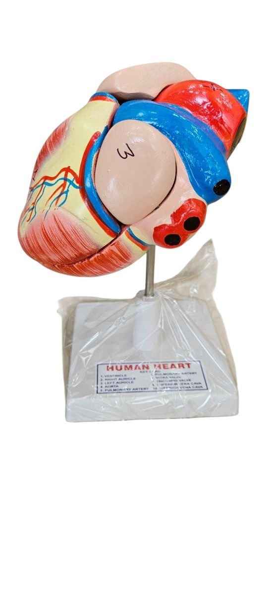 Human Heart On Stand 4 Part Disscetible Superier Quality LABPRO
