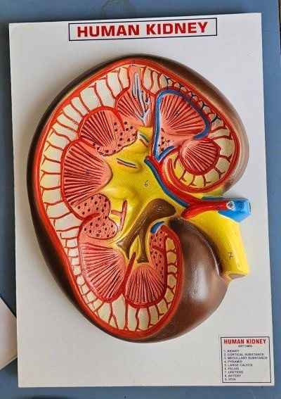 Human Kidney On Board 10 x 14″ Superier Quality/LABPRO LABPRO