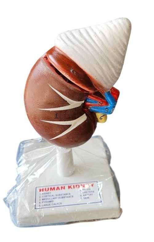 Human Kidney On Stand Superier Quality LABPRO