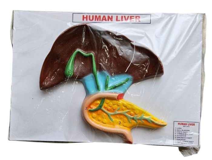 Human Liver On Board 14 x 10″ Superier Quality