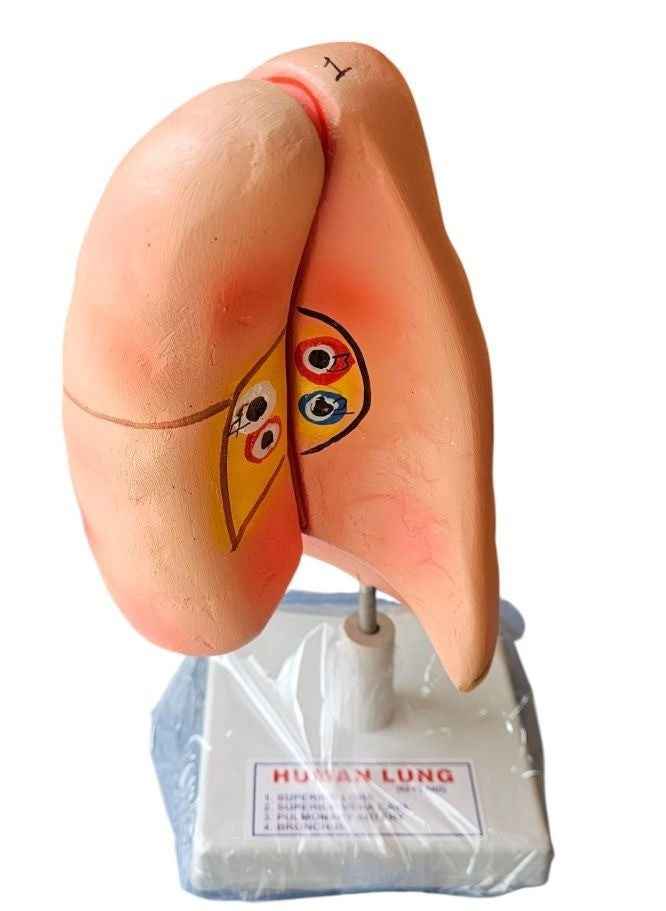 Human Lungs On Stand Superier Quality laboratorydeal